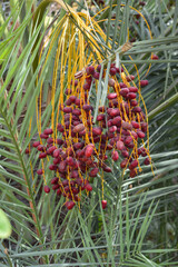 Fototapeta premium red fresh dates fruits food in farm