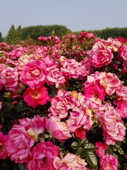 Fototapeta premium Closeup of vibrant pink roses in a garden on a sunny day
