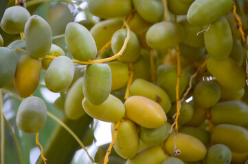 green dates fruit on a branch