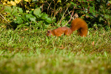red squirrel hiding food in the green grass on a sunny autumn day
