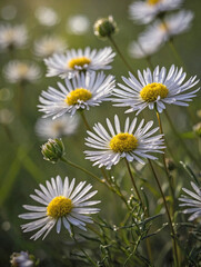 Obraz premium White Aster in a Dewy Meadow