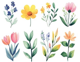 Watercolor flower clipart collection, simple flat design, white background, pastel colors, watercolor 