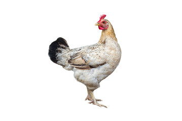Hen isolated on white background