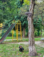 The dog chased the cat up a tree. The cat cannot come down from the tree because of the dog who is sitting under the tree