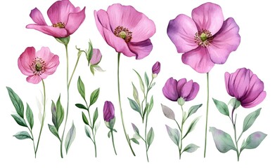 Obraz premium Watercolor wild flower clipart, pink and purple flowers on a white background, in different angles and poses. 