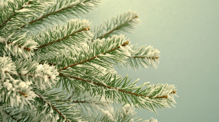 Snowy Christmas tree branches or snowy Christmas fir tree on a light lime background