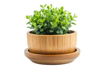Naklejka premium a potted plant in a wooden pot. 