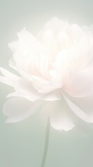 Obraz premium Blurred gradient white Peony backgrounds blossom flower.