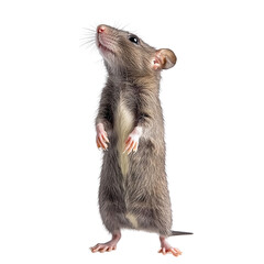 rat stands on its hind legs and looking up isolated on transparent background Generative AI