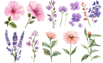 Watercolor wild flower clipart, pink and purple flowers on a white background, in different angles and poses. 