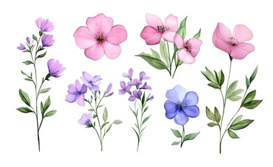 Watercolor wild flower clipart, pink and purple flowers on a white background, in different angles and poses. 