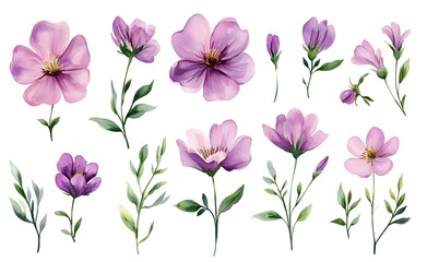 Watercolor wild flower clipart, pink and purple flowers on a white background, in different angles and poses. 
