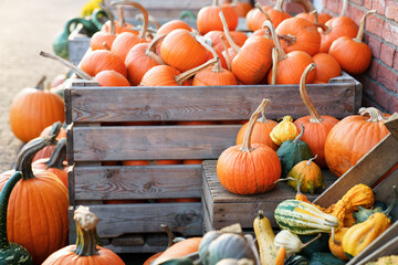Pumpkins and squash on fall market, festival. Autumn harvest on farm shop outdoor for Halloween. Varieties colors, sizes of vegetables in wooden boxes. Local store of homegrown organic eco food