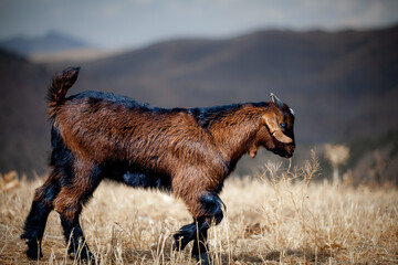 A young brown and black goat with short horns walks through a dry, grassy landscape with distant mountains blurred in the background.
