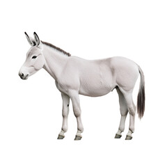 Naklejka premium Realistic photo of a white donkey standing and looking forward on a transparent background