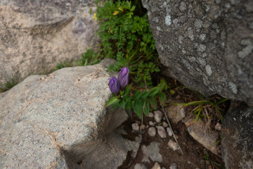 岩陰に咲くリンドウ