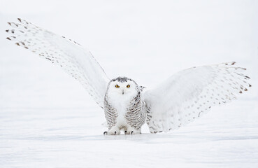 Snowy owl (Bubo scandiacus) taking off hunting at sunset over a snow covered field in Canada
