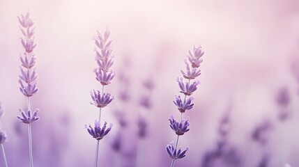 Obraz premium Lavender Flowers in a Soft Light
