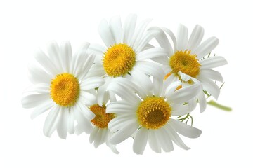 Chamomile or daisies isolated on white background