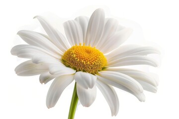 Naklejka premium Close up isolated white daisy on white background