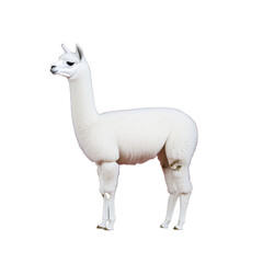 Fototapeta premium White alpaca figurine standing proudly on a transparent background, showcasing detailed texture and realistic features