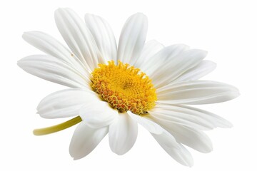 Fototapeta premium Daisy flower isolated with handmade clipping path