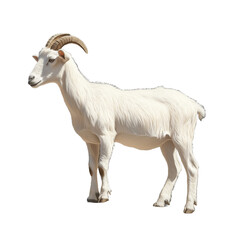 Obraz premium White goat standing on a transparent background showcasing long horns and detailed fur texture