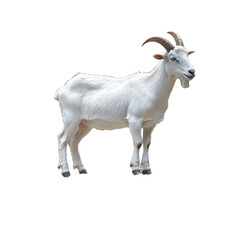 Majestic white goat standing gracefully with curved horns displayed on transparent background