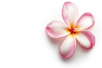 Frangipani flower alone on white background with Clipping Path
