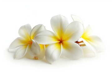 Naklejka premium Frangipani or Plumeria flower on white background