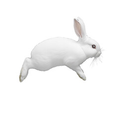 Adorable white rabbit jumping in mid-air with a transparent background, illustrating agility and playfulness