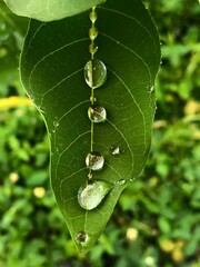 green leaf with water drops