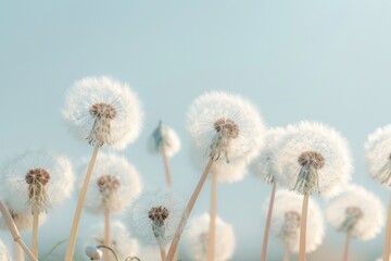 Obraz premium Dandelion flowers outdoors plant inflorescence.