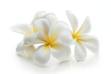 Isolated white plumeria flower on white background