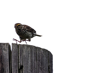  Savannah Sparrow (Passerculus sandwichensis) jumping from the top of a fence post.
