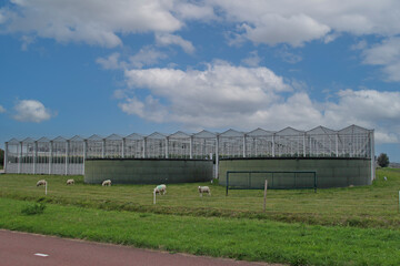 Naklejka premium a greenhouse complex at a green field with sheep and a blue sky with clouds in the dutch countryside