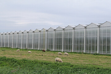 a large greenhouse closeup in the dutch countryside in zeeland and a green meadow with sheep in front