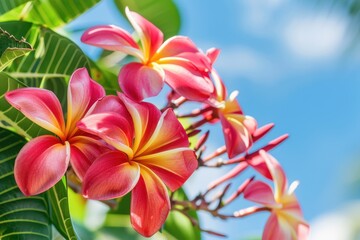 Fototapeta premium Red frangipani tree from Trinidad and Tobago is tropical and vibrant