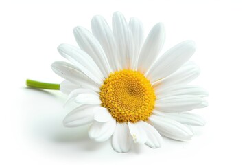 Fototapeta premium Single isolated daisy on white background