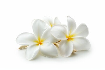 Fototapeta premium Single white plumeria flower isolated on white