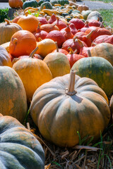 Beautiful real orange pumpkins on a green lawn. Concept of autumn and fall holidays. Fruit and harvest season.