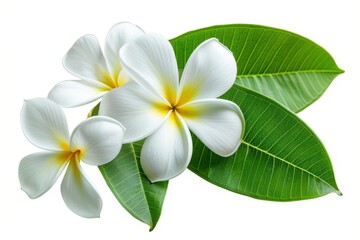 Fototapeta premium White Plumeria flower isolated on white background with clipping path