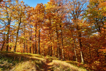 A hiking trail in a bright, fall beech forest. Sunny day in the picturesque autumn Carpathians