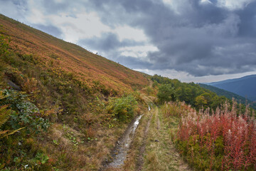 An old, dirt road in the fall mountains, among dry grass and thickets of wild blueberries