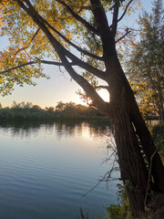 A tree is next to a body of water