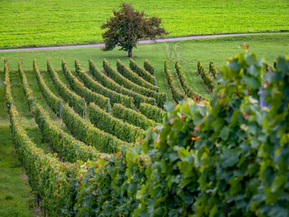 Weinanbau in Baden-Württemberg