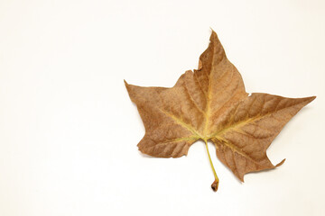 a single autumn leaf on a white background.Tree with wide, in most species, figured leaves. copy space.leaf processing.Dry autumn leaf .top view