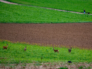 Kleines Rudel Rehe im Feld