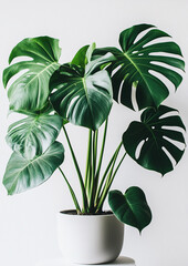 monstera plant in a pot