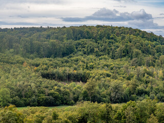 Wiederaufforstung im Mischwald